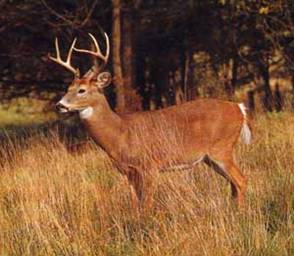 White-tail Deer